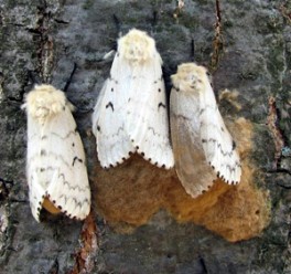 Gypsy moths