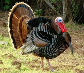 Turkey hunter_Spring_Tom