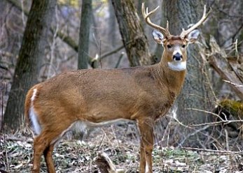 Indiana Deer Hunter