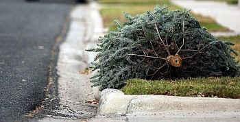 christmas_tree_recycling