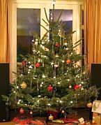 live-christmas-tree