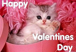 Happy-Valentine-s-Day-Kitty