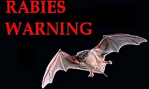Rabies bats